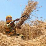 India may have a good rabi harvest, review by Agriculture Minister reveals