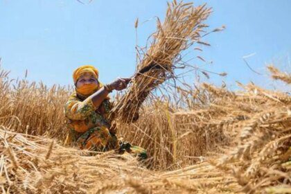 India may have a good rabi harvest, review by Agriculture Minister reveals