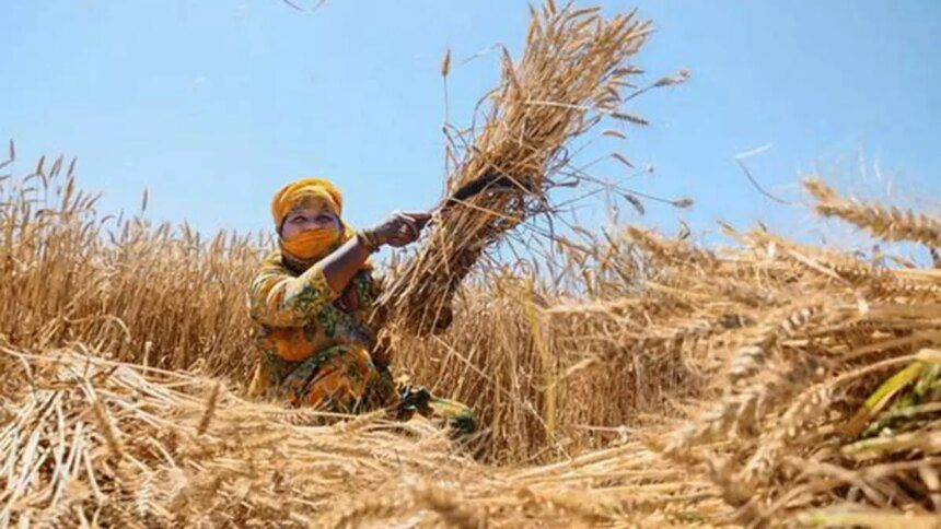 India may have a good rabi harvest, review by Agriculture Minister reveals