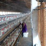 Poultry industry refutes using antibiotics to prevent bacteria-infected chicks