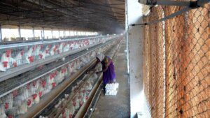 Poultry industry refutes using antibiotics to prevent bacteria-infected chicks