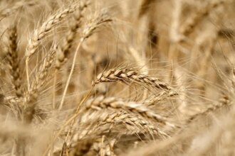 Wheat crop in good condition in all States, barring some districts in Rajasthan