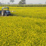 SEA projects mustard production at 115.16 lakh tonnes, lower than govt estimate