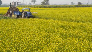 SEA projects mustard production at 115.16 lakh tonnes, lower than govt estimate