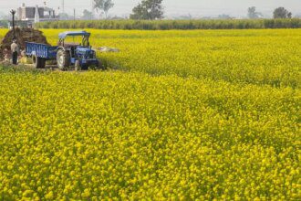 SEA projects mustard production at 115.16 lakh tonnes, lower than govt estimate