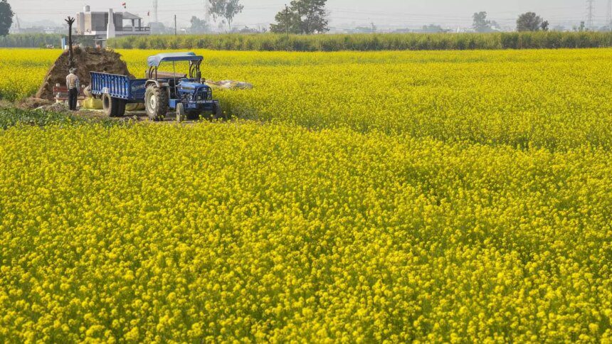 SEA projects mustard production at 115.16 lakh tonnes, lower than govt estimate