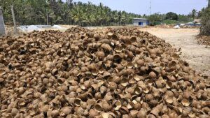 Activated carbon sector in dire straits as coconut shell availability slumps