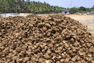 Activated carbon sector in dire straits as coconut shell availability slumps